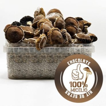 Kit de Setas Chocolate