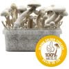 Kit de Setas Albino Golden Teacher