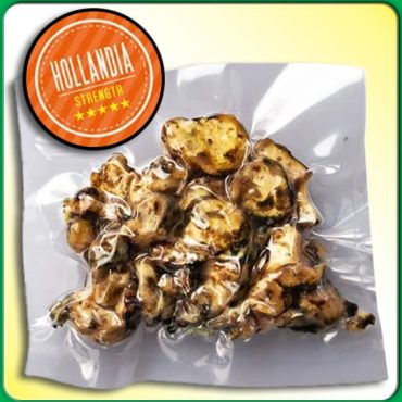 TRUFAS MAGICAS PSILOCYBE HOLLANDIA