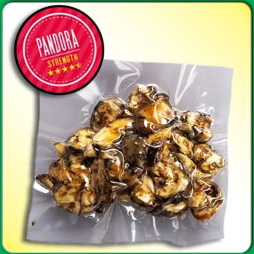 TRUFAS MAGICAS PSILOCYBE PANDORA