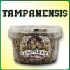 KIT DE TRUFAS MAGICAS TAMPANENSIS
