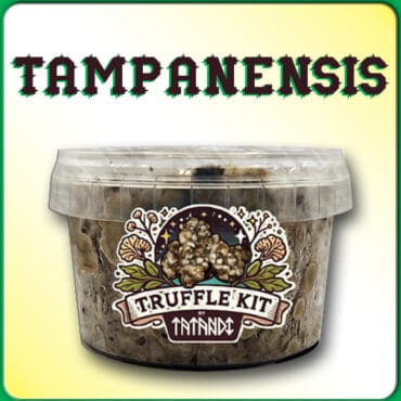 KIT DE TRUFAS MAGICAS TAMPANENSIS