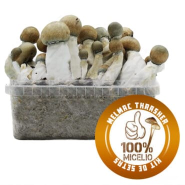 Kit de Setas Melmac Thrasher