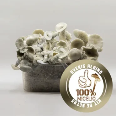 Kit de Setas Averis Albino