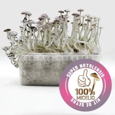 Kit de Setas Super Natalensis