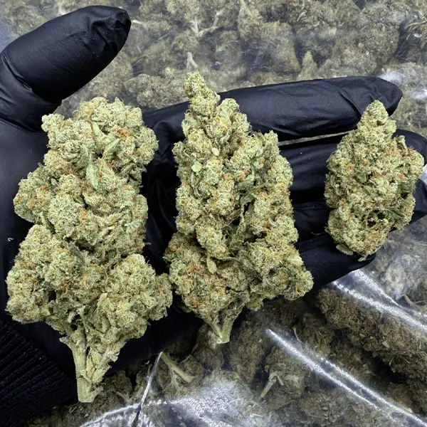 AMNESIA HYDRO OH10