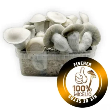 KIT DE SETAS FISCHER