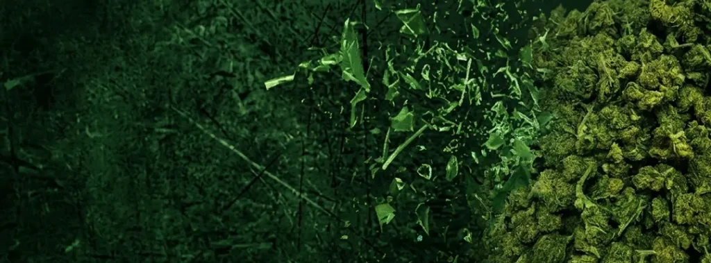 Banner Small Buds OH10