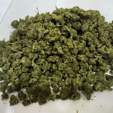 SMALL BUDS OH10 - Imagen 2